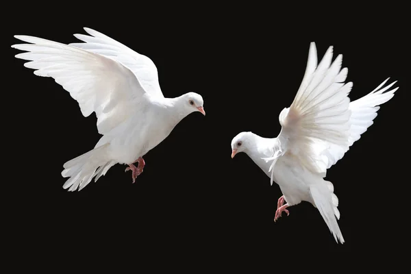 Λευκά Περιστέρια Που Πετούν Απομονωμένα Μαύρο Πουλί Της Ειρήνης — Φωτογραφία Αρχείου