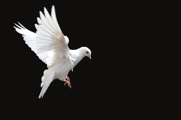 평화의 새에게 고립된 비둘기가 날개를 펼치고 로열티 프리 스톡 이미지