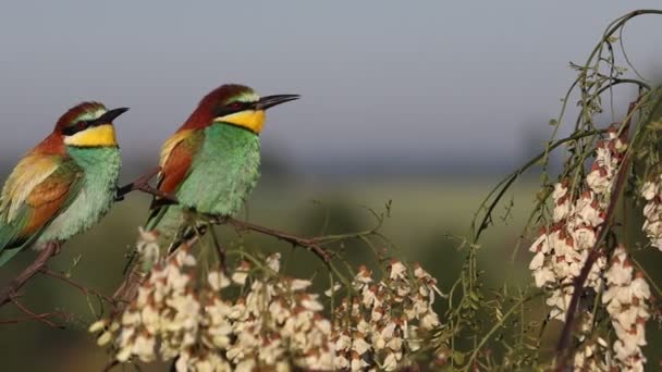Όμορφα Πουλιά Αναπαύονται Ανθισμένα Κλαδιά Αργή Κίνηση Φωτεινά Χρώματα — Αρχείο Βίντεο