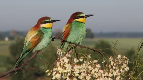 Όμορφα Πουλιά Αναπαύονται Ένα Ανθισμένο Κλαδί Φωτεινά Χρώματα — Αρχείο Βίντεο