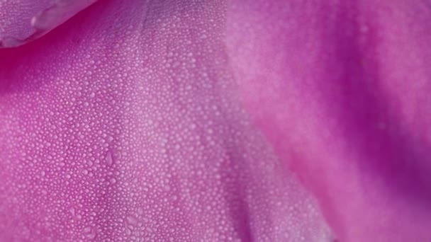 露はピンクの花 マクロ 明るい色に落ちる — ストック動画