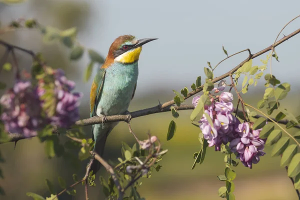 bird on a branch with flowers, beauty