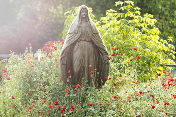 Fatima ve kırmızı gelincik çiçekleri, güzellik