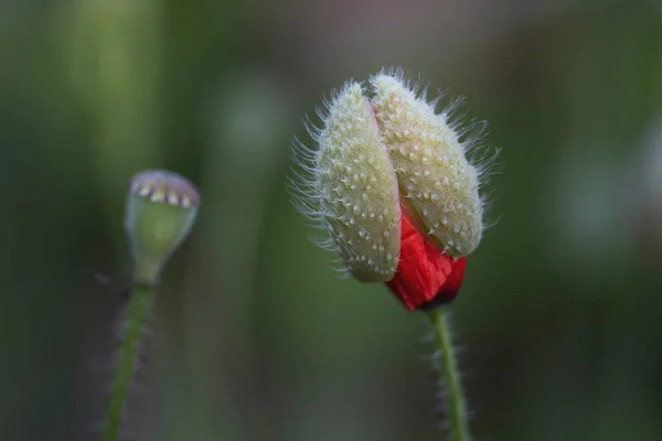Rote Mohn Neugeborene Blume Und Verblasst Schönheit — Stockfoto