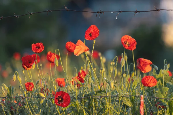 red poppy flowers and barbed wire, beauty