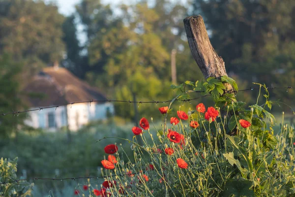 Red Poppy Flowers Landscape Beauty — Stock Photo, Image