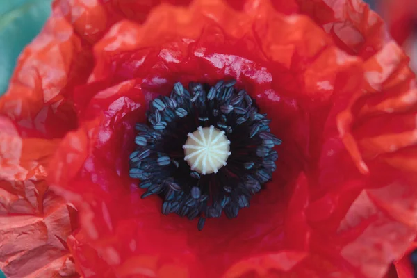 Vermelho Papoula Flores Close Estames Vista Superior Beleza — Fotografia de Stock