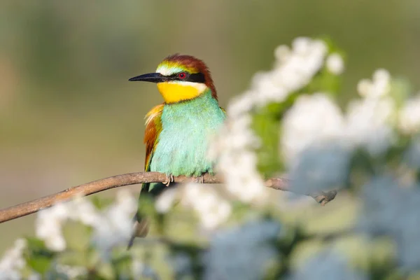 Bel Oiseau Sauvage Milieu Arbre Fleurs Animaux Colorés — Photo