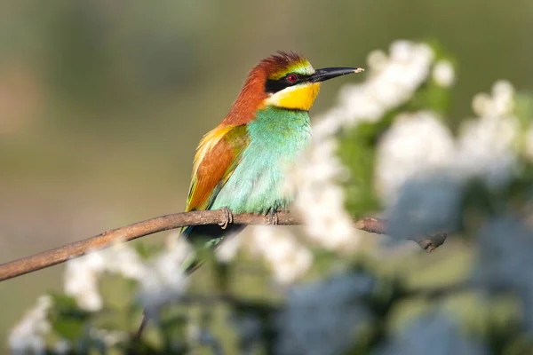 Çiçek Açan Bir Ağacın Içindeki Vahşi Kuş Renkli Hayvanlar — Stok fotoğraf