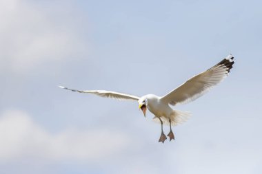 Martı uçar ve çığlıklar atar açık gagalı, uçan kuşlar