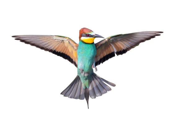 Güzel Kuş Beyaz Arka Planda Tek Başına Uçuyor Uçan Kuşlar — Stok fotoğraf