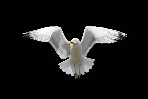 Belo Pássaro Branco Voo Abriu Suas Asas Isolado Fundo Preto — Fotografia de Stock
