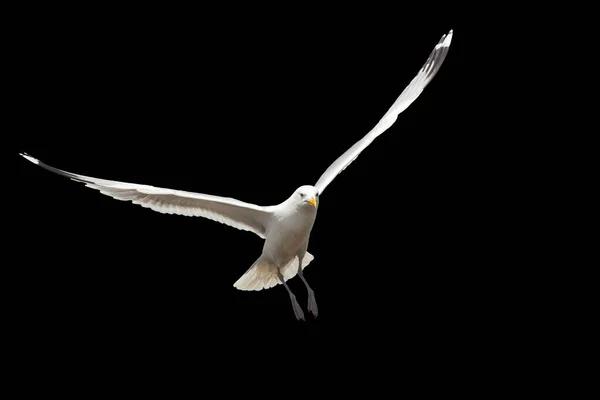 Білий Птах Літає Ізольовано Чорному Літаючі Птахи — стокове фото