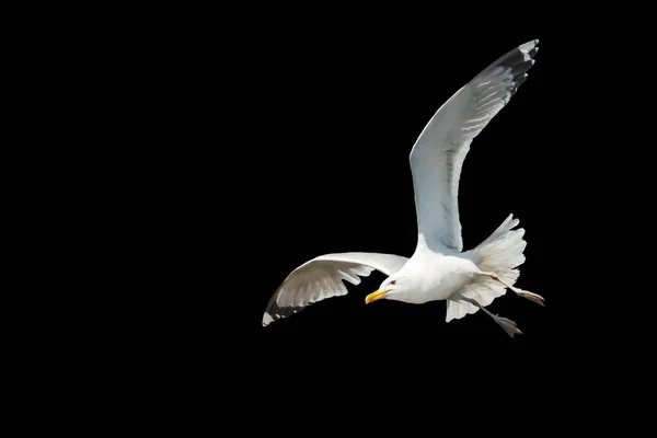 Білий Птах Розкидані Крила Ізольовані Чорному Літаючі Птахи — стокове фото