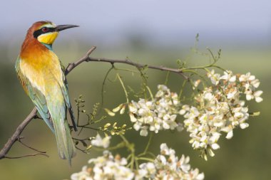Çiçek açan dalda güzel renkli bir kuş, yaz.