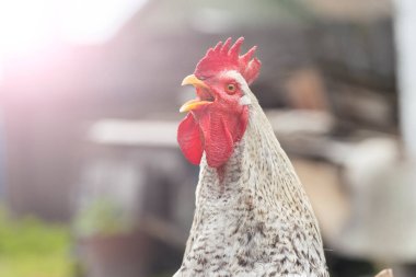 Horoz yazın gün doğumunda şarkı söyler.