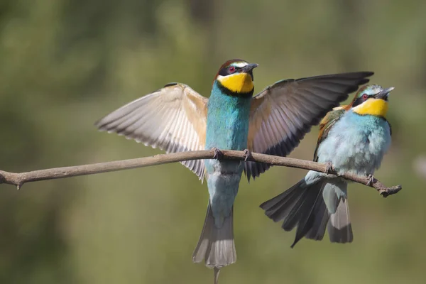Птахи Райського Окуня Гілці Літо — стокове фото