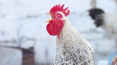 Horoz bir bahar sabahı şarkı söyler yavaş çekimde, yaz