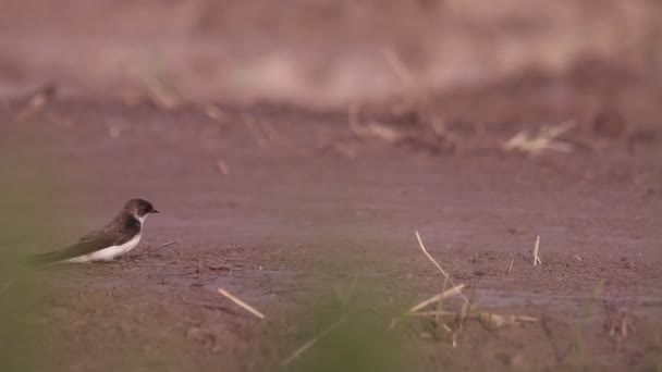 Pták Který Sbírá Suché Stébla Trávy Pro Své Hnízdo Léto — Stock video