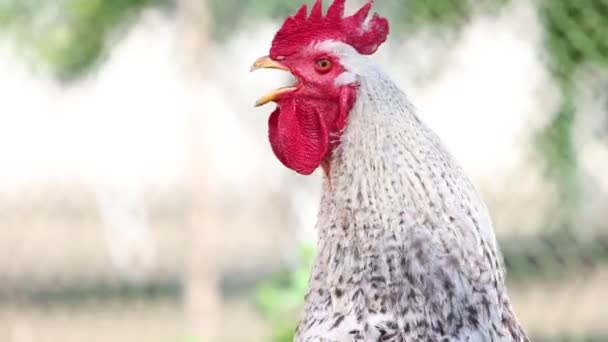 Ayam Berkokok Pada Pagi Musim Semi Musim Panas — Stok Video