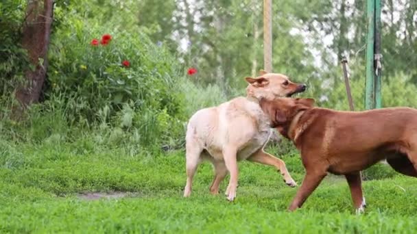 Собаки Грають Один Одним Дворі Повільний Рух Літо — стокове відео