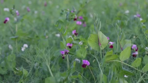 Квіткове Поле Гороху Біло Рожеві Квіти Літо — стокове відео