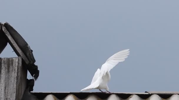 Beyaz Güvercin Çatıda Oturuyor Homurdanıyor Yaz — Stok video