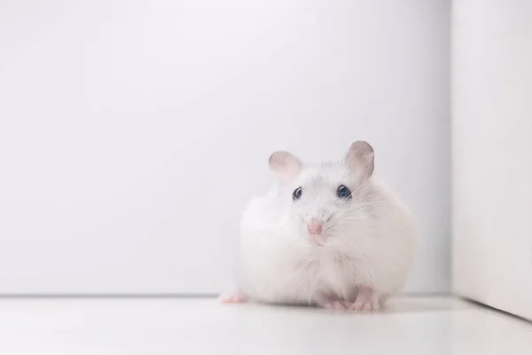 Encurralado Hamster Branco Fundo Branco Animais Estimação — Fotografia de Stock