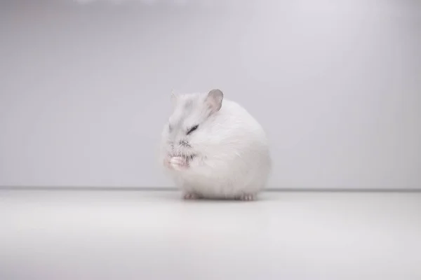 Dua Eden Hamsterlar Pençeler Evcil Hayvanlar — Stok fotoğraf