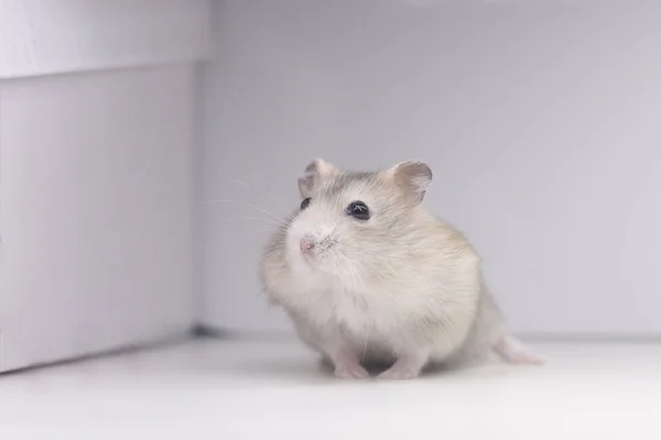 Persika Hamster Tittar Upp Vit Bakgrund Husdjur — Stockfoto