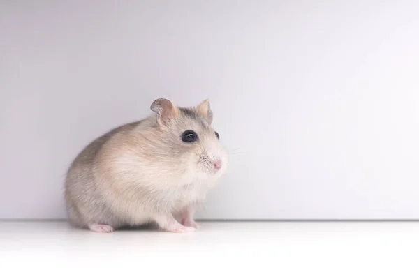 Hamster Pêssego Fundo Branco Animais Estimação — Fotografia de Stock