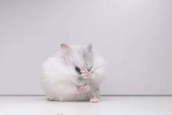 Kung Beyaz Hamster Evcil Hayvanlar — Stok fotoğraf