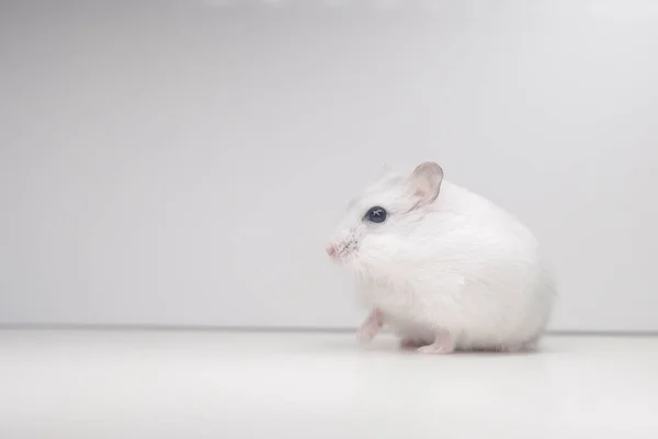 Hamster Blanc Assis Sur Fond Blanc Animaux Domestiques — Photo