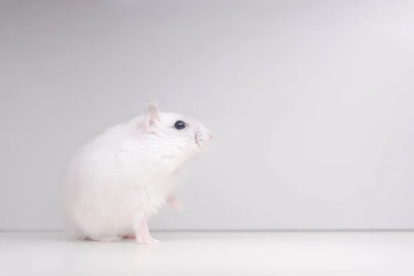 Hamster Blanc Avec Une Patte Surélevée Sur Fond Blanc Animaux — Photo