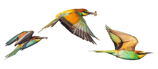 Güzel Vahşi Kuşlar Uçuyor Bembeyaz Ilkbahar — Stok fotoğraf