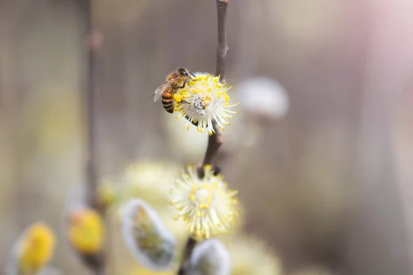 Abeja Recoge Néctar Primera Flor Primavera Colección Miel — Foto de Stock