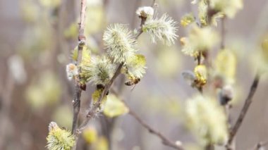 Arılar ilk bahar nektarını, bal koleksiyonunu toplarlar.