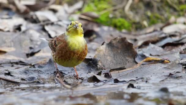 Gelber Vogel Gelbhammer Trinkt Wasser Quellpfütze Wilde Natur — Stockvideo