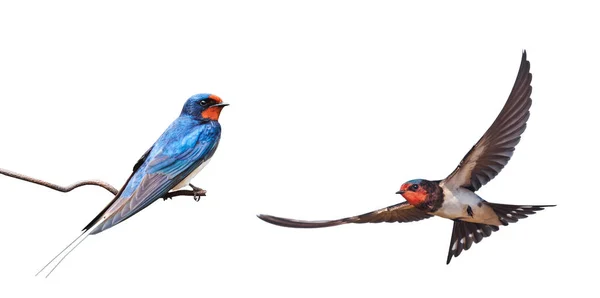 燕子在钢丝上吞咽 燕子在飞翔 鸟儿在春天 — 图库照片