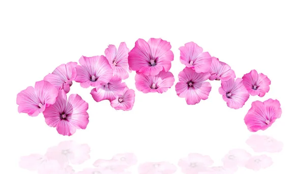 아름다움 화장품 향기에 반사되어 분홍색 — 스톡 사진