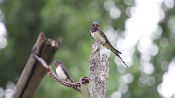 Barn Swallow Sits Stump Flies Away Summer — Stock Video