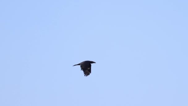 Cuervo Negro Vuela Por Cielo Verano — Vídeos de Stock