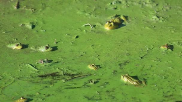 Rãs Verdes Sentam Lama Verde Verão — Vídeo de Stock