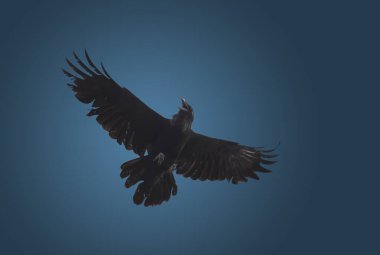 Kuzgun güzel bir şekilde kanatlarını açıyor dramatik bir arka plan, din, mitler, iyi ve kötü üzerine.
