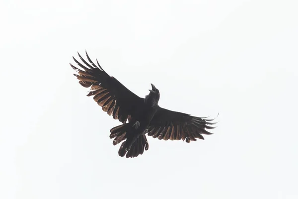 乌鸦美丽地伸展着翅膀 被白色的背景 善与恶隔离着 — 图库照片