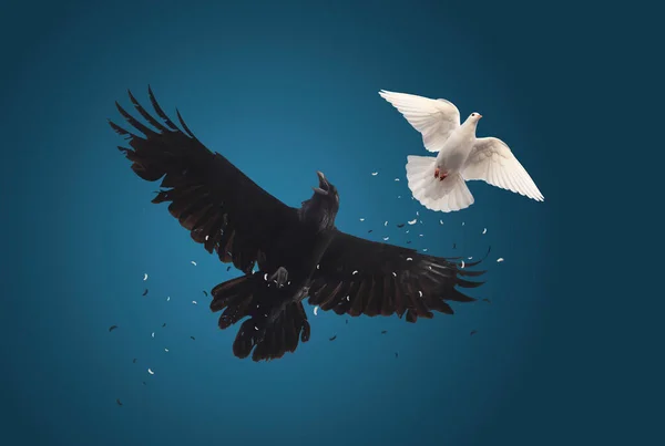 Raven Chasing White Dove Religion Myths Good Evil — Stock Photo, Image