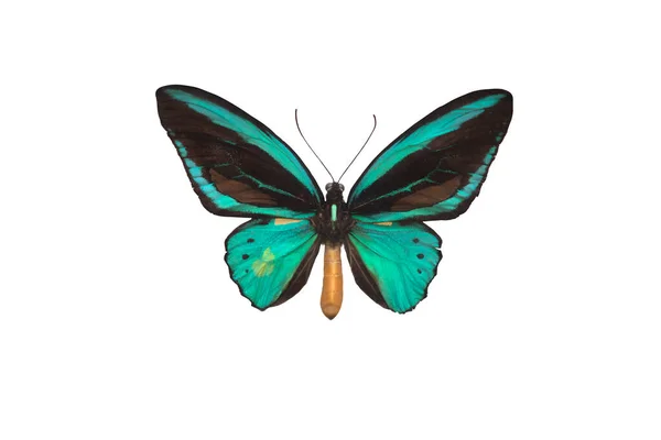 Schmetterling Ornithoptera Isoliert Auf Weißem Hintergrund Insekten Frühling — Stockfoto