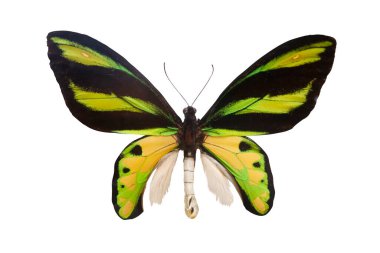 Ornithoptera, beyaz arka planda izole edilmiş kelebek, böcekler, bahar