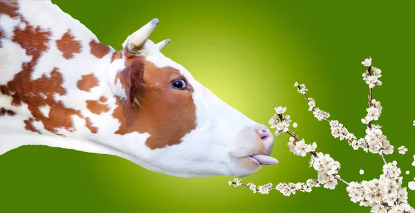 Vaca Destaca Língua Estende Ramo Florido Animal Sagrado Leite — Fotografia de Stock