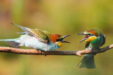 birds conflict sitting on a branch, wild nature clipart